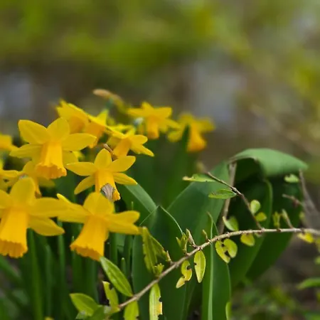 D5 * 格拉尔-米里茨